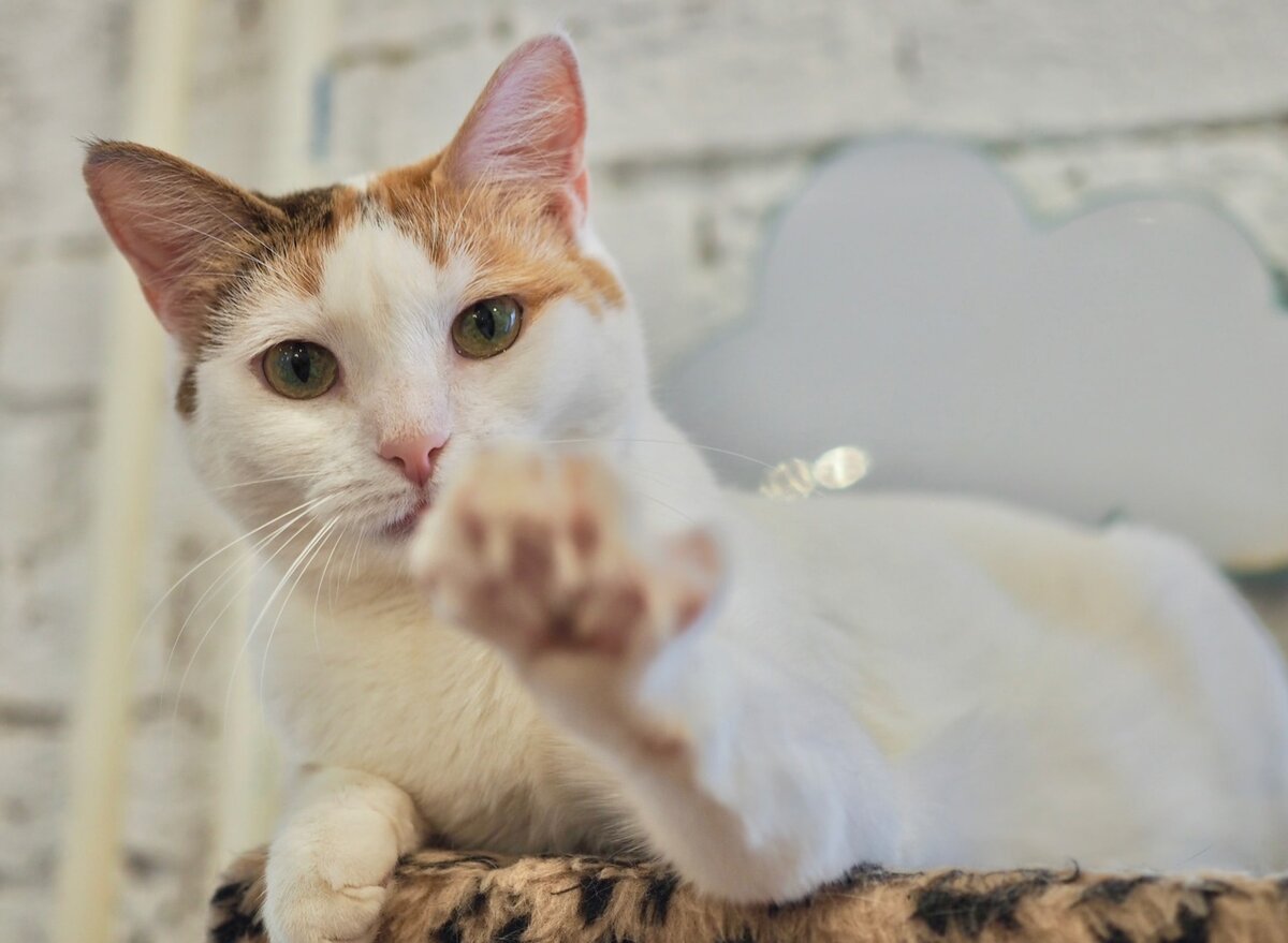 Фото: Фонд защиты городских животных 