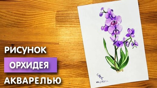 Фикус в горшке