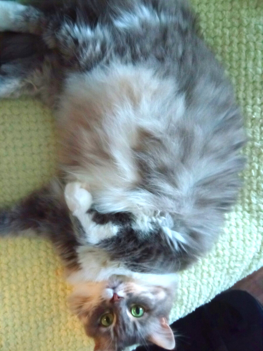 Кузьма отдыхает 😁