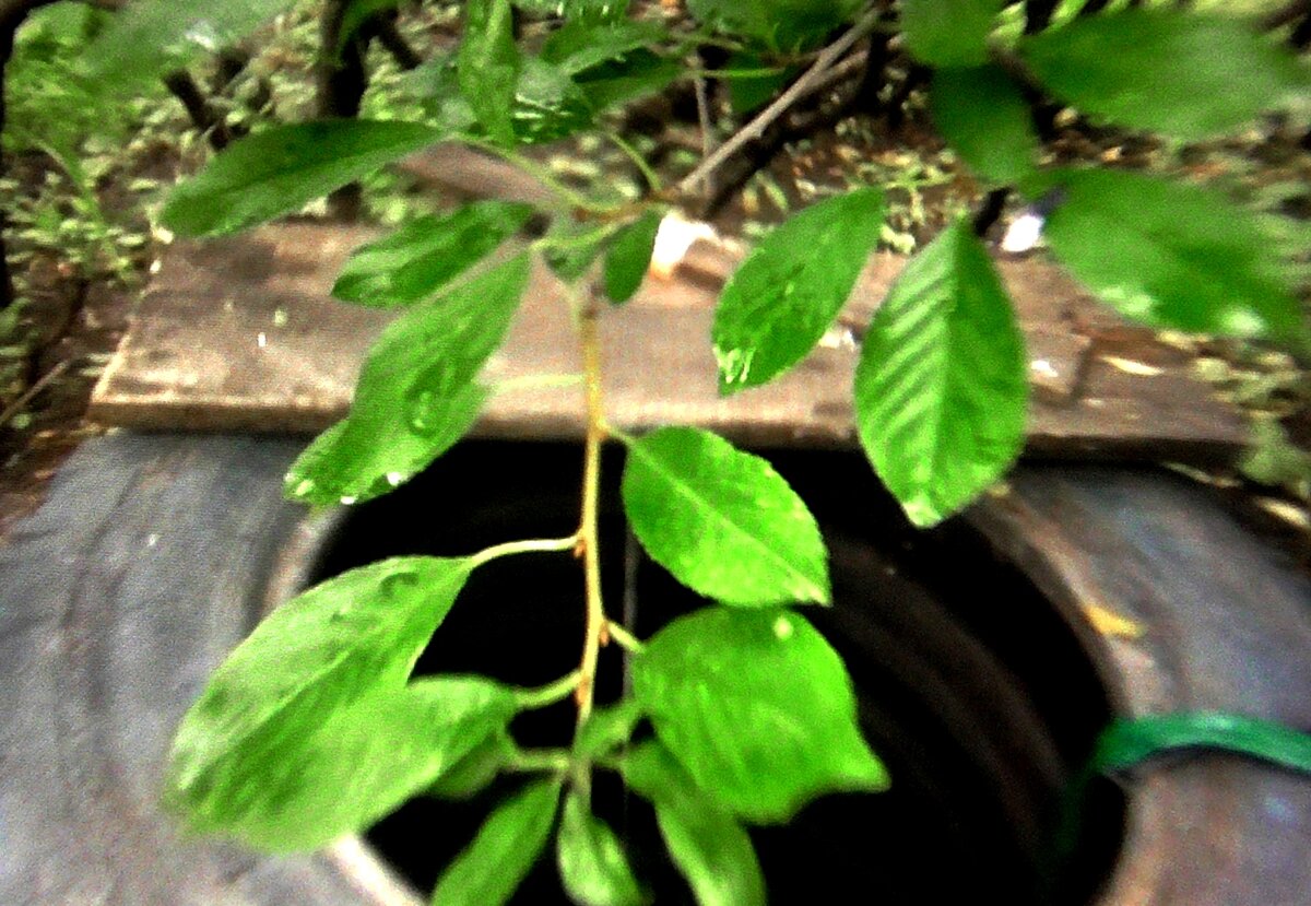 СНТ производит забор воды для общего пользования. Фото автора. 