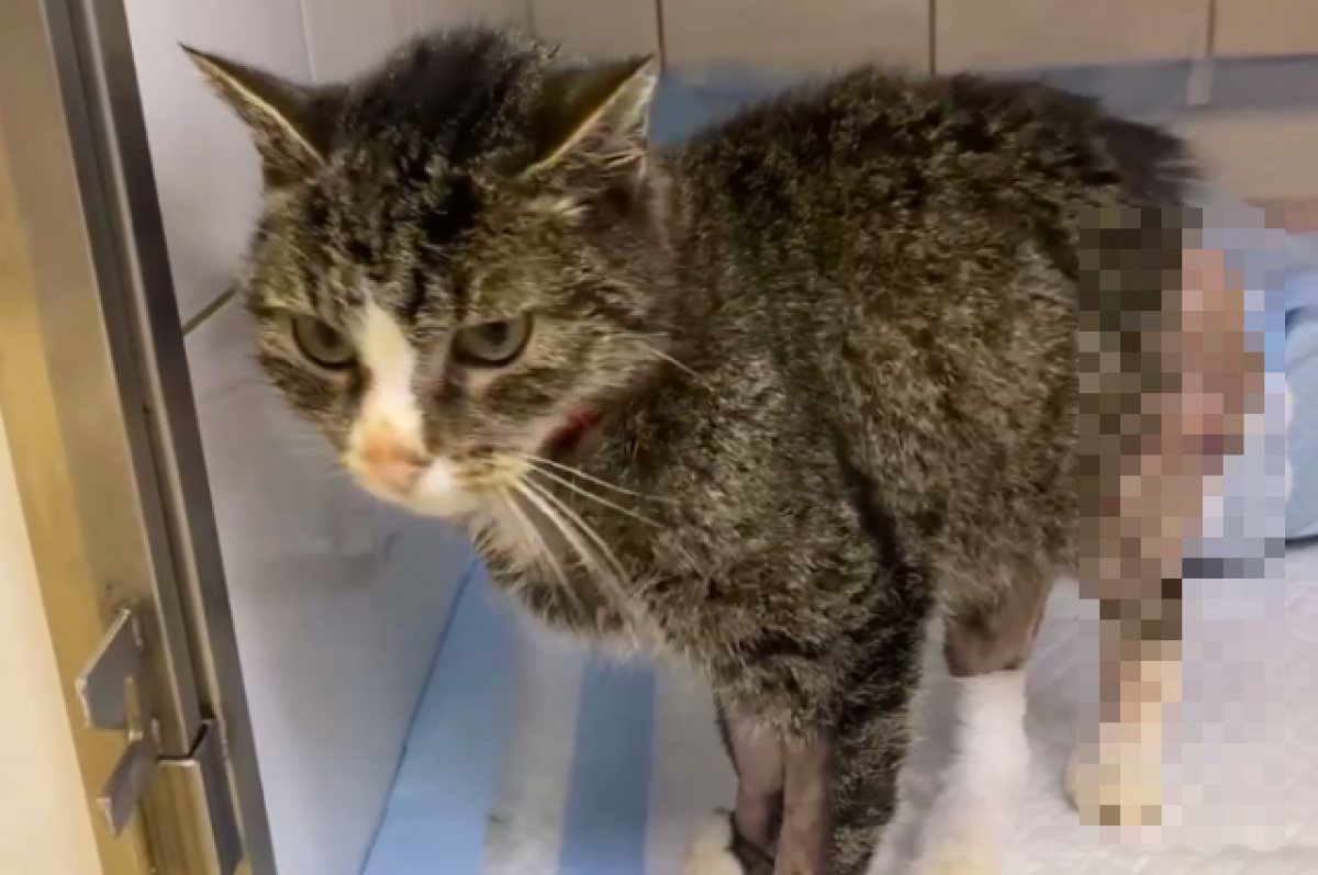    Изувеченный кот Гриша из Тверской области идёт на поправку