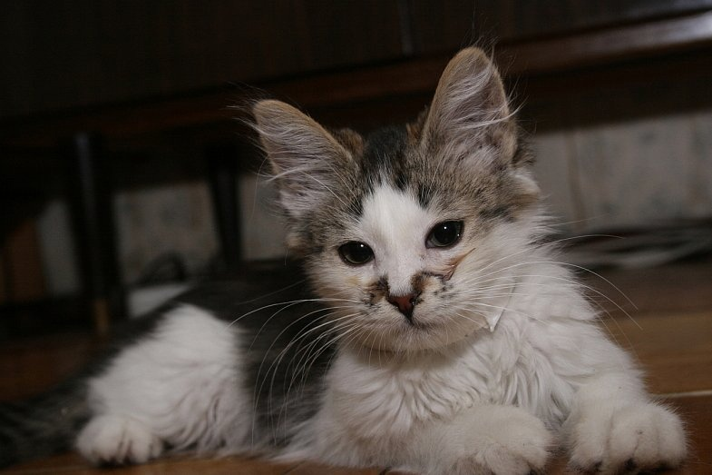 Этот кот был из тех, кто просто любит жизнь