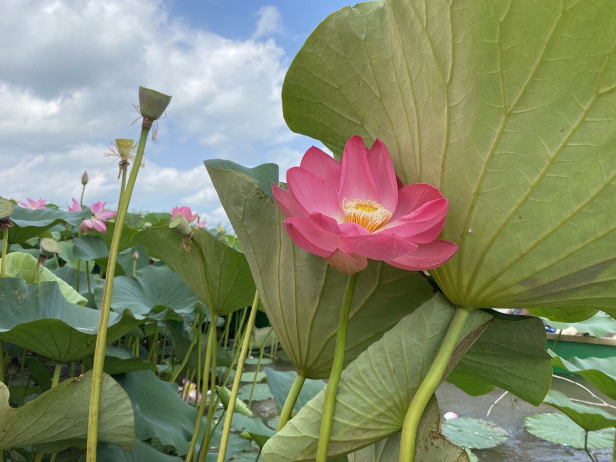 Лотосовое поле в Астраханском государственном природном биосферном заповеднике. Фото автора