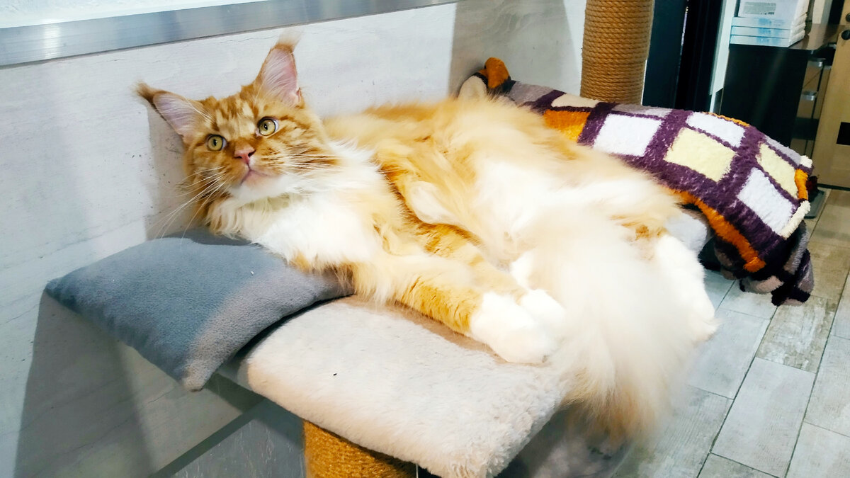 Мейн кун Степа.