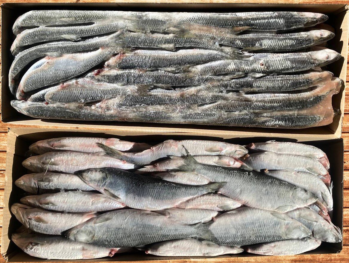 Сельдь т/о жирная нр «2L» (400-500гр), Pacific Herring W/R, ПЗ «Залив Восток», АО «Южморрыбфлот»