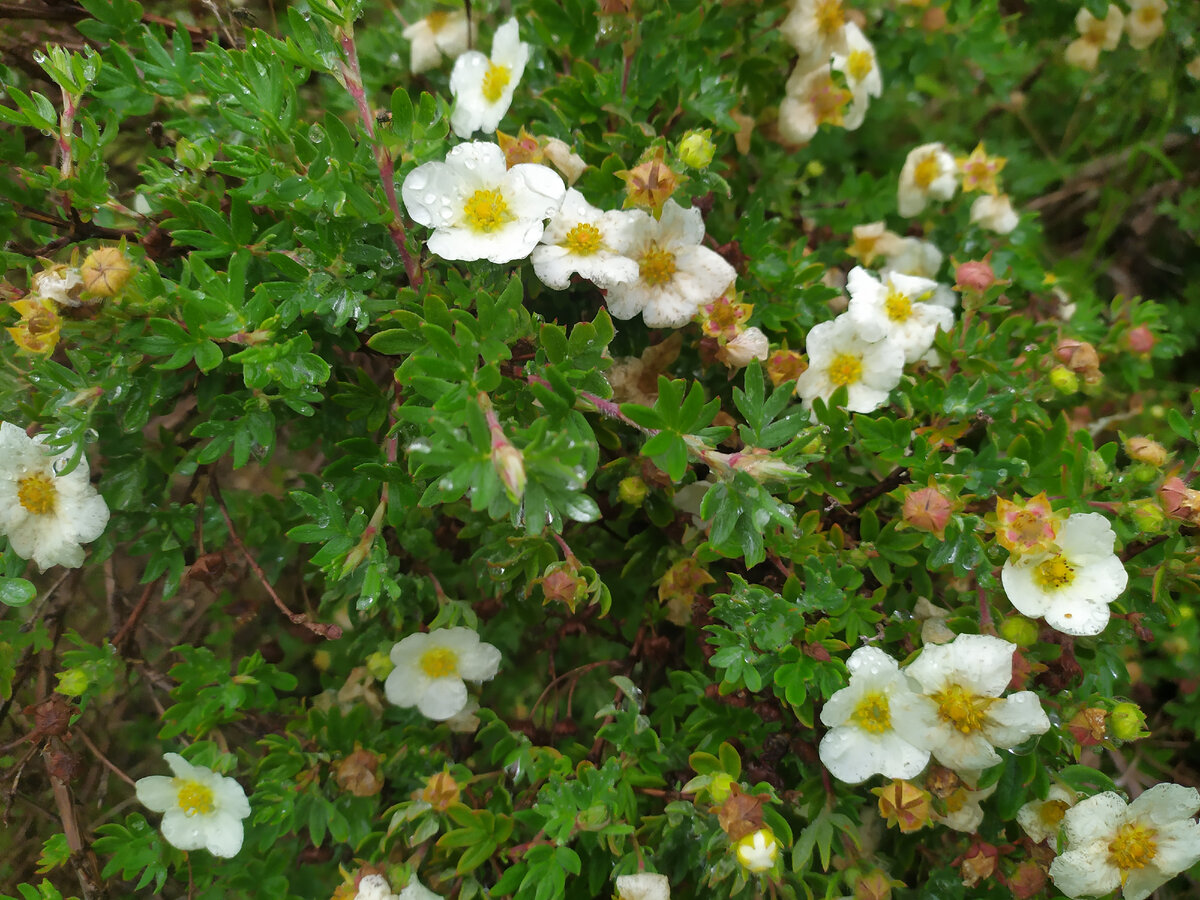 Лапчатка Potentilla fruticosa