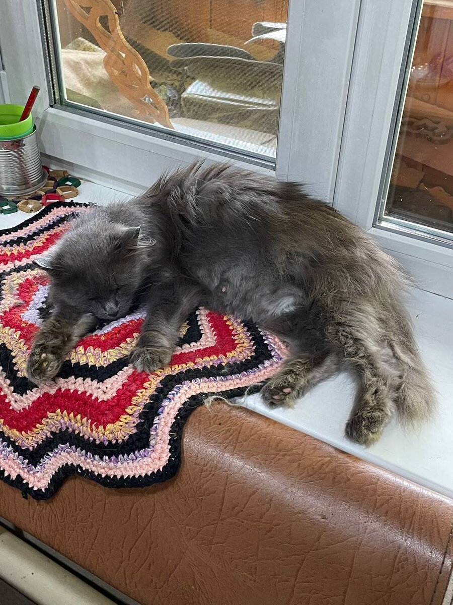 Всё спит и спит. Намаялась, пока была бездомной.