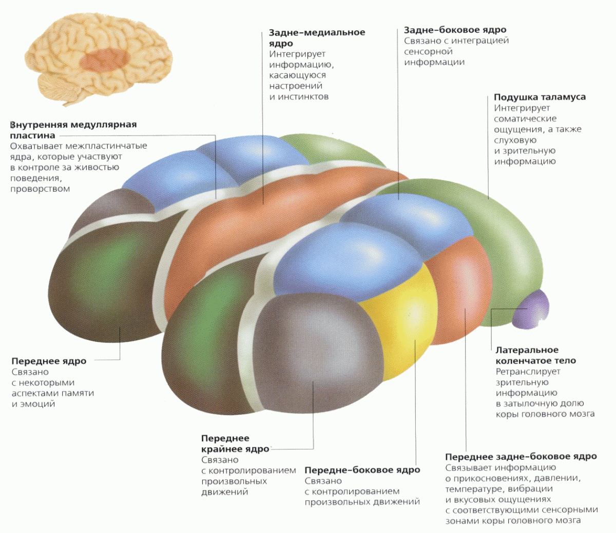 Дамы и господа - Таламус.... Таламус - Дамы и господа. Вот и познакомились. 