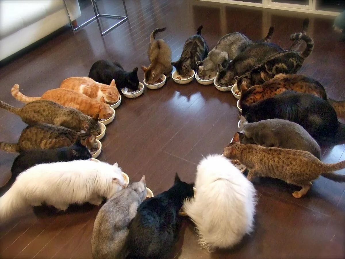 Дома живет кошка. Много котов в доме. Много животных в квартире. Очень много кошек. Куча кошек в квартире.