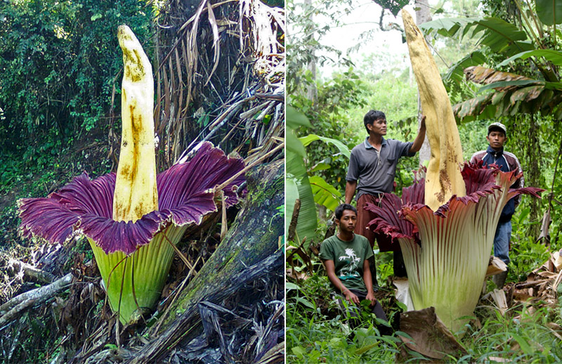Титан арум (Amorphophallus titanum, Titan Arum). Титан арум называют «Трупным цветком», лилией Вуду, его запах сравнивают с запахом гниющей плоти. Он также считается самым большим цветком в мире (в высоту около 2-3 метров). 