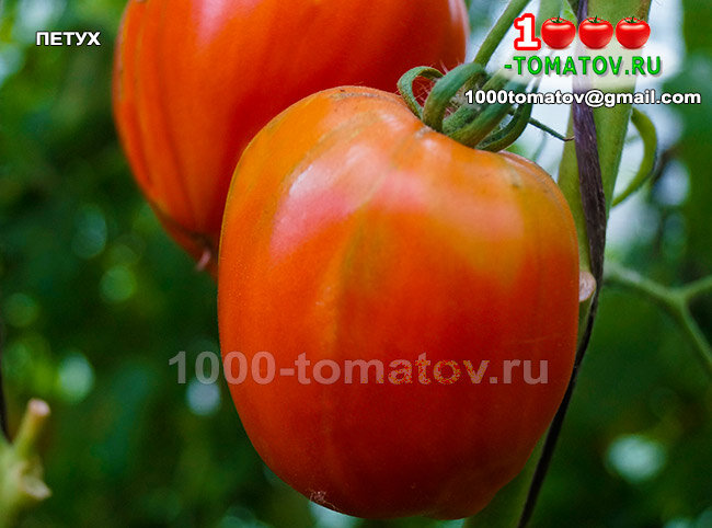 Томат Петух фото 2