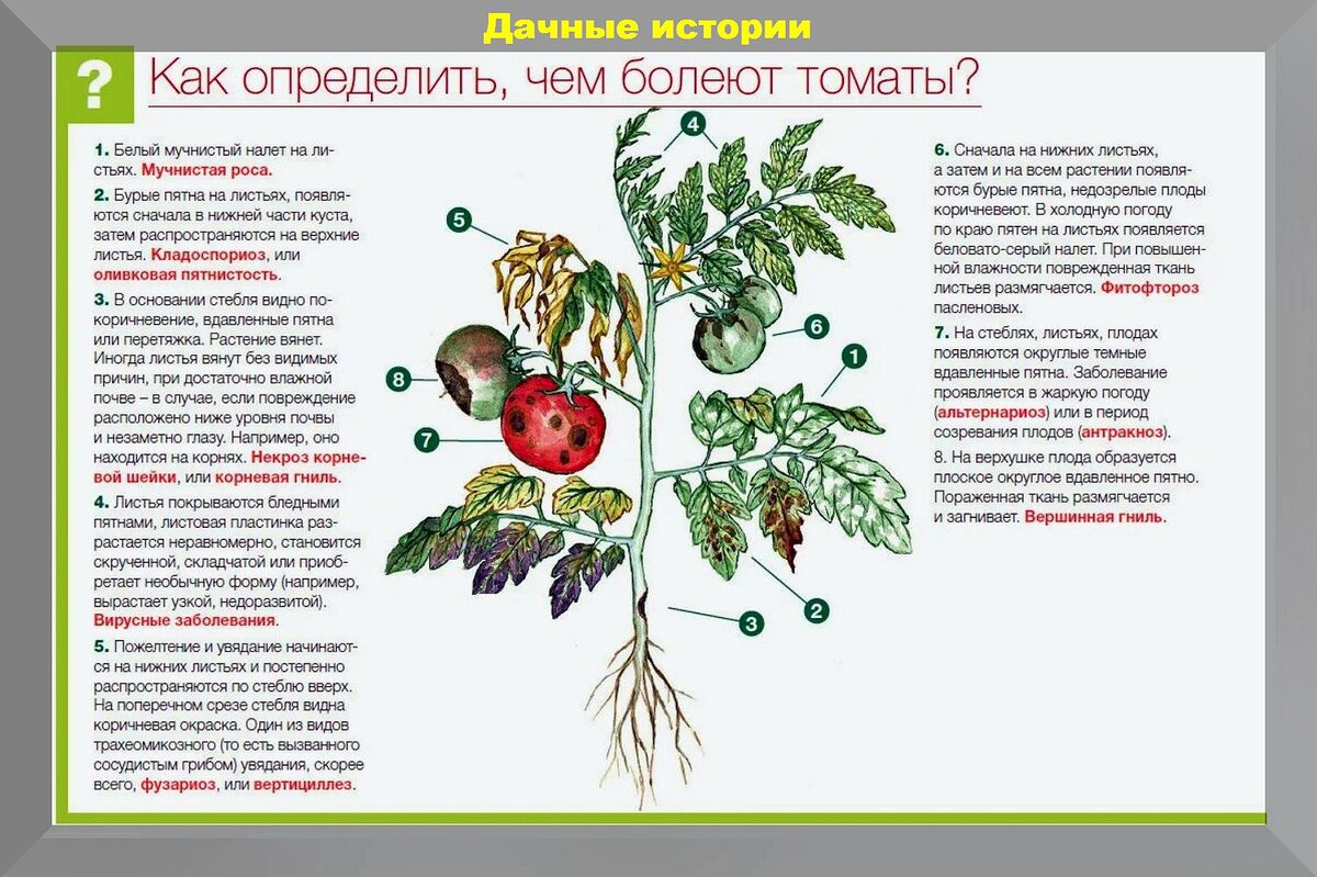 Томатный ликбез в конце сезона: осенняя подборка вопросов от начинающих  дачников и подробные ответы на них | Дачные истории | Дзен