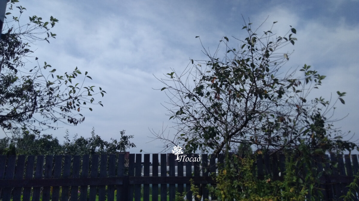 Можно, конечно, из-под себя выпрыгнуть, борясь с монилиозом. Но больная соседская вишня продолжит сеять споры.