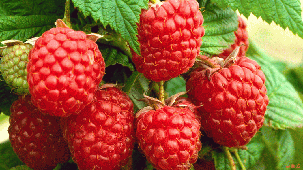 Такие ягоды - мечта каждого любителя малины