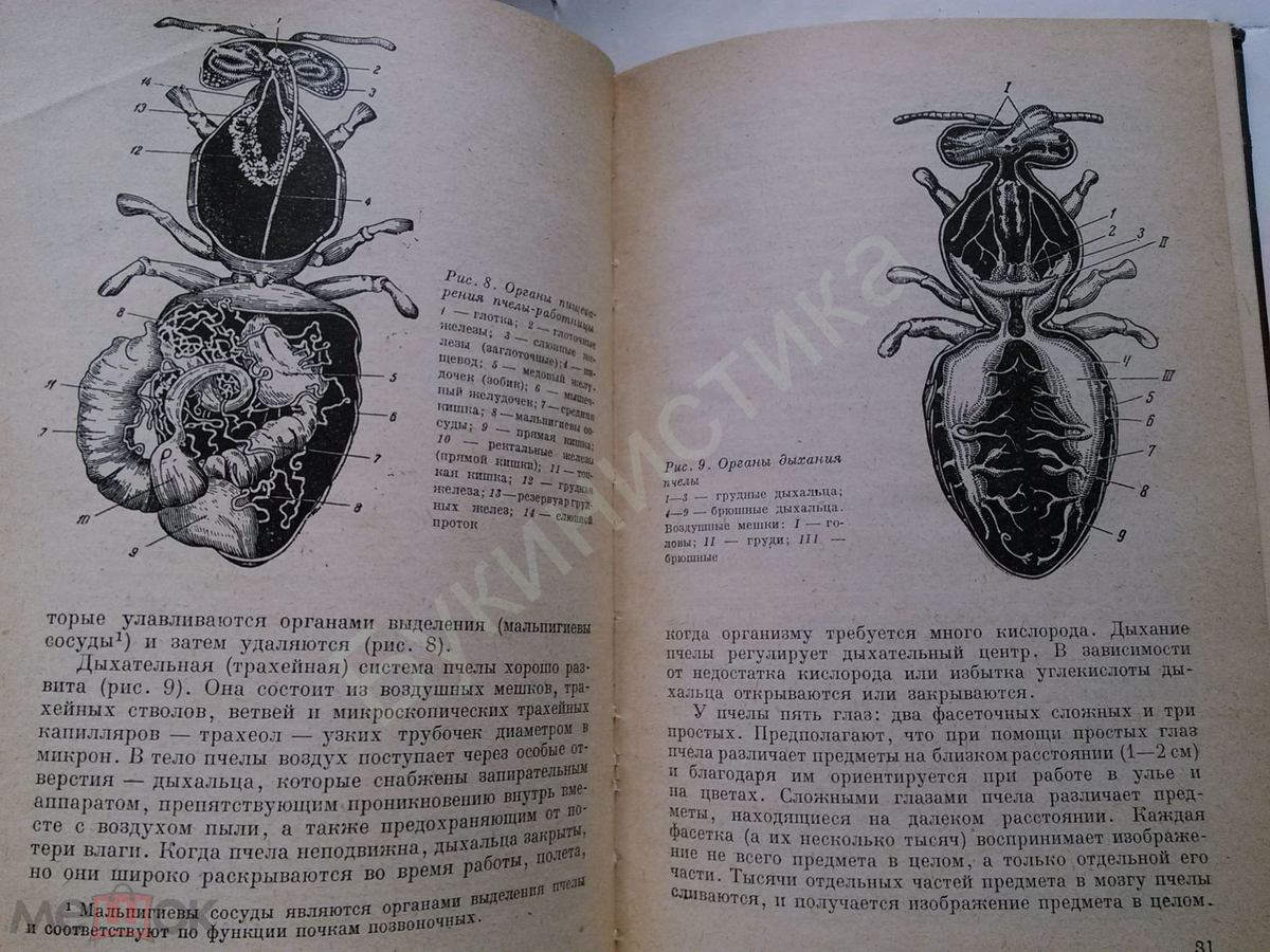 Мед ,пасека и пчелы 1966-1969 | Лотерея воспоминаний | Дзен