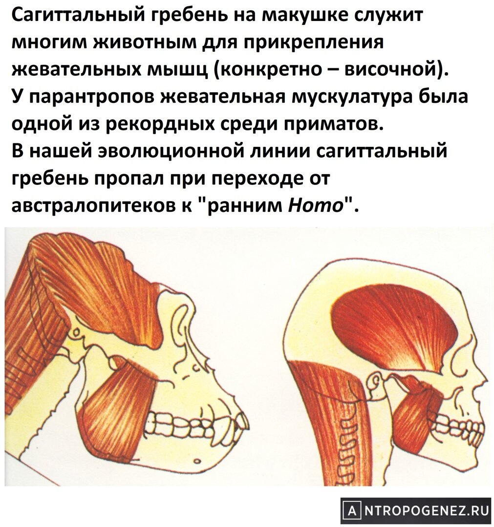 Жевательные мышцы парантропов и человека [https://vk.com/wall-110924669_94097]