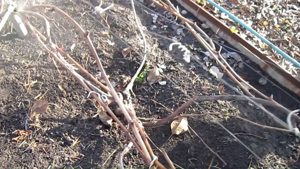 Обработка винограда осенью от вредителей и болезней: чем его опрыскиватьперед укрытием на зиму