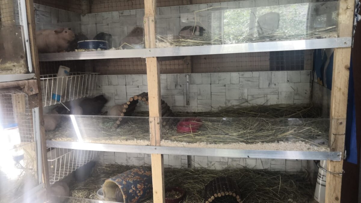 Мои многочисленные соседи