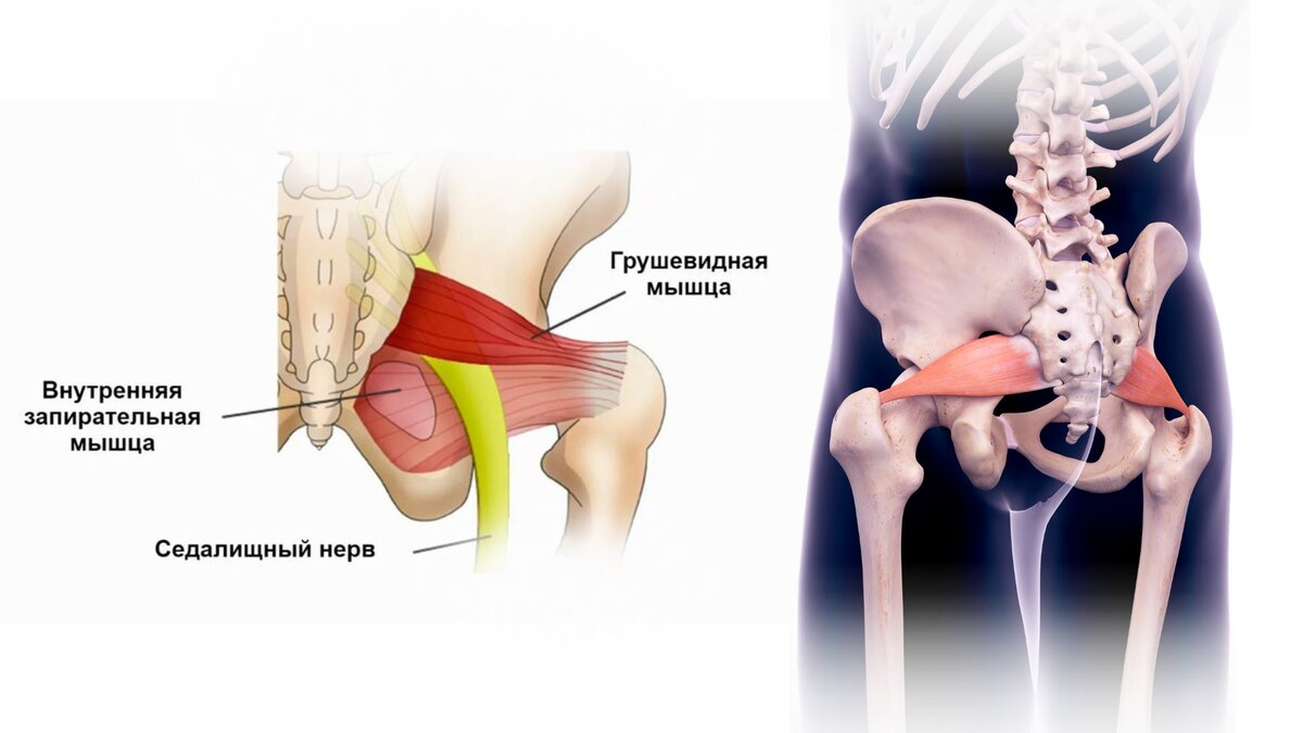 Грушевидная мышца нерв