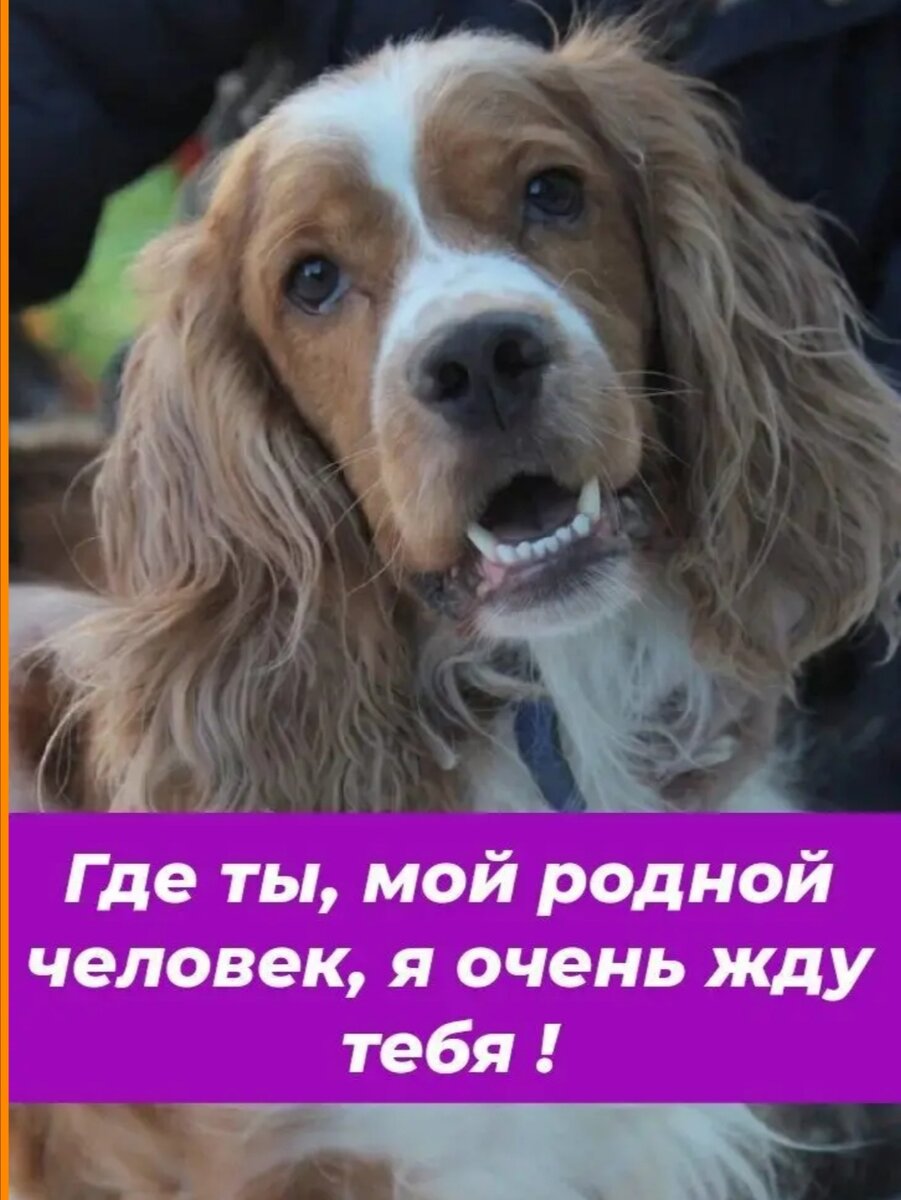 Персик. 