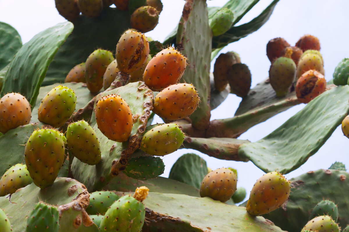 Кактус опунция. Фото https://clck.ru/35ps3B