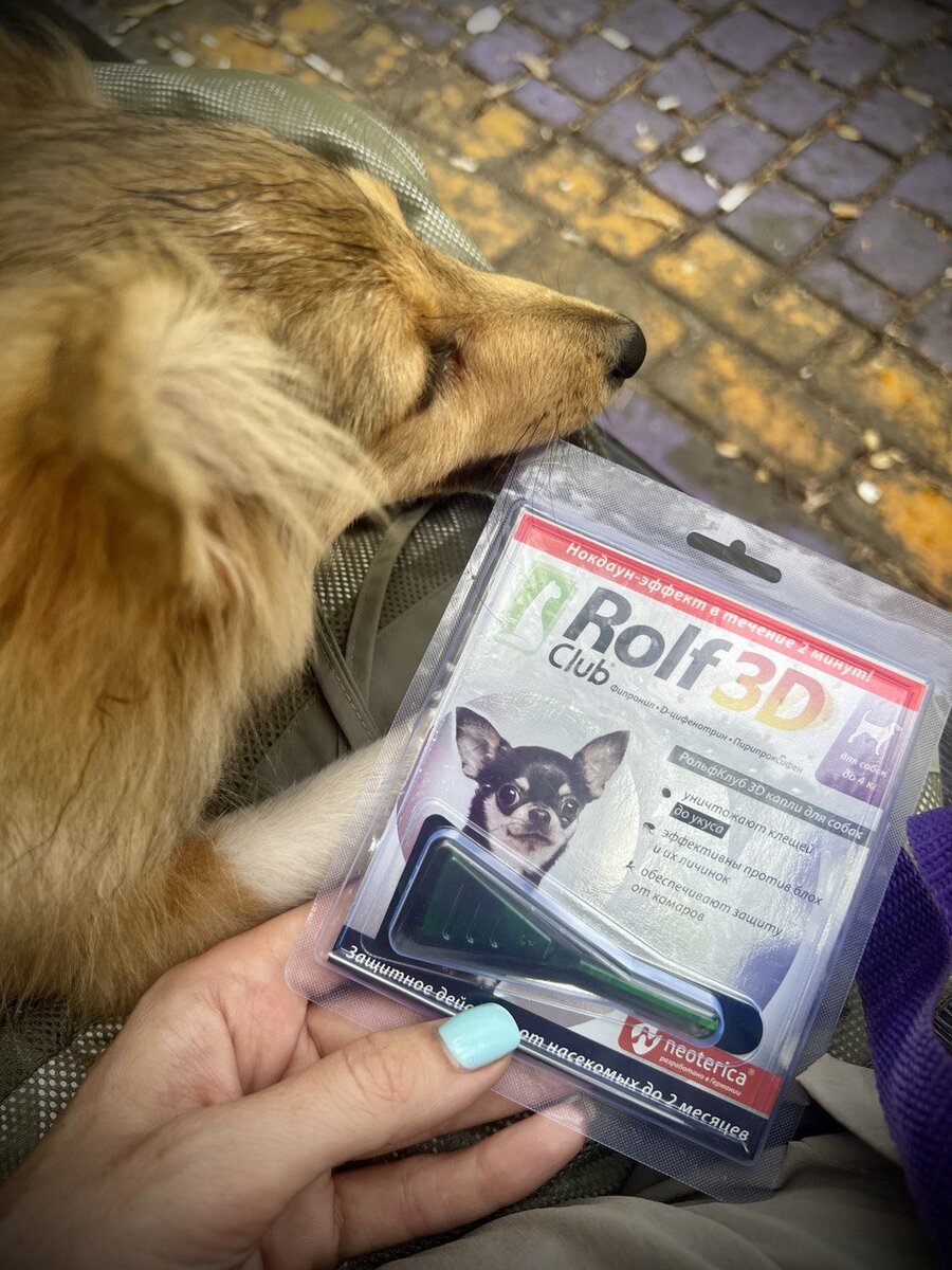 Шелти (Шетландская овчарка)