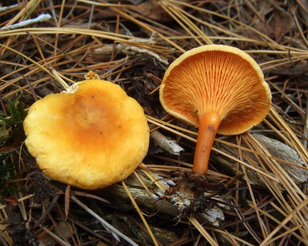Лисички ложные. Это ядовитый гриб, или его можно употреблять в пищу? | О  грибах и не только | Дзен