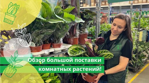 Большой обзор новой поставки комнатных растений в Гринвилль!