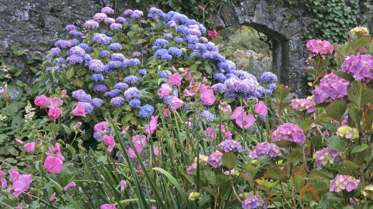    Как правильно ухаживать за растениями