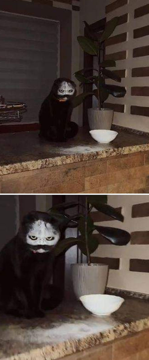 Фото: www.reddit.com/r/oddlyterrifying