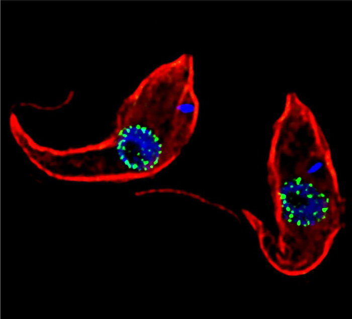 Одноклеточный паразит Trypanosoma brucei, возбудитель сонной болезни. (Фото: NIH Image Gallery / Flickr.com)