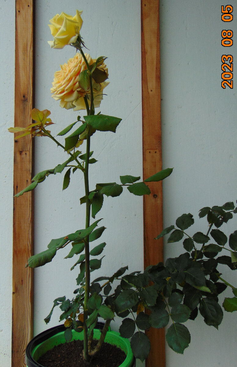 Базальный побег розы Гейша