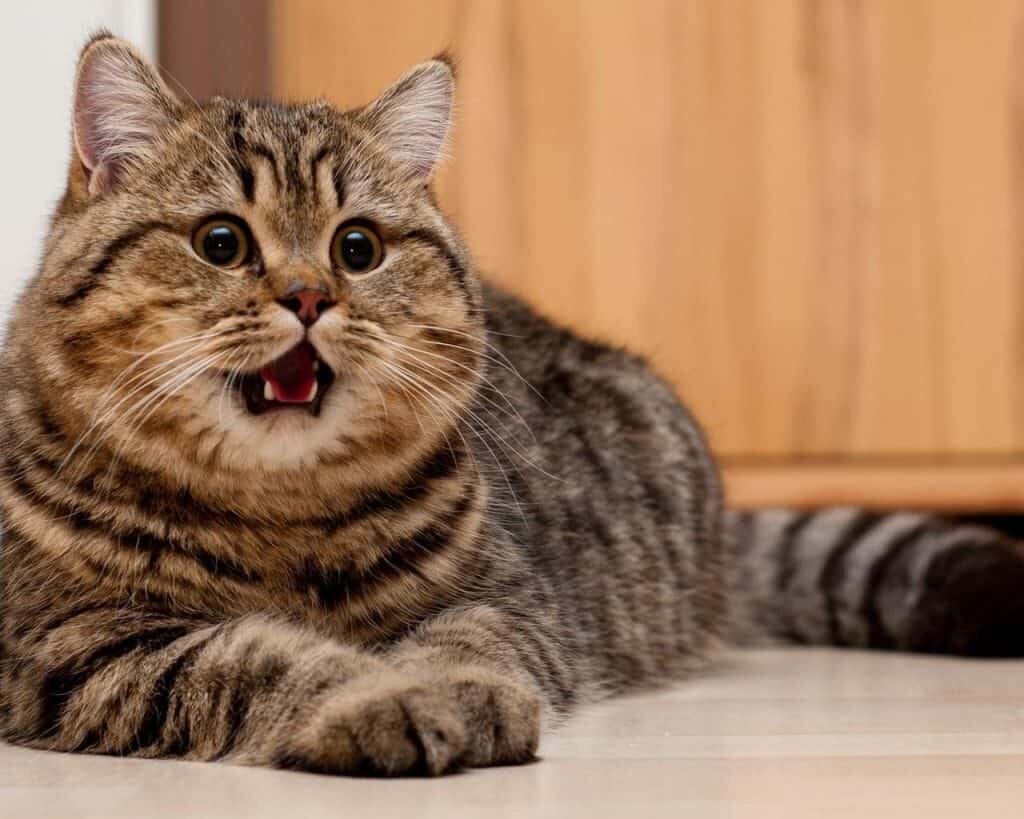 Фото из Интернета.