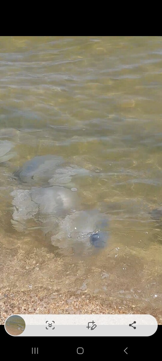 Нашествие медуз. Те, что с синей каемочкой, обжигают сильнее