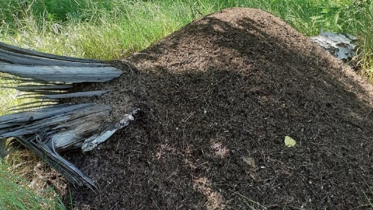 В Новосибирской области нашли 100-летний муравейник | Atas.info | Дзен