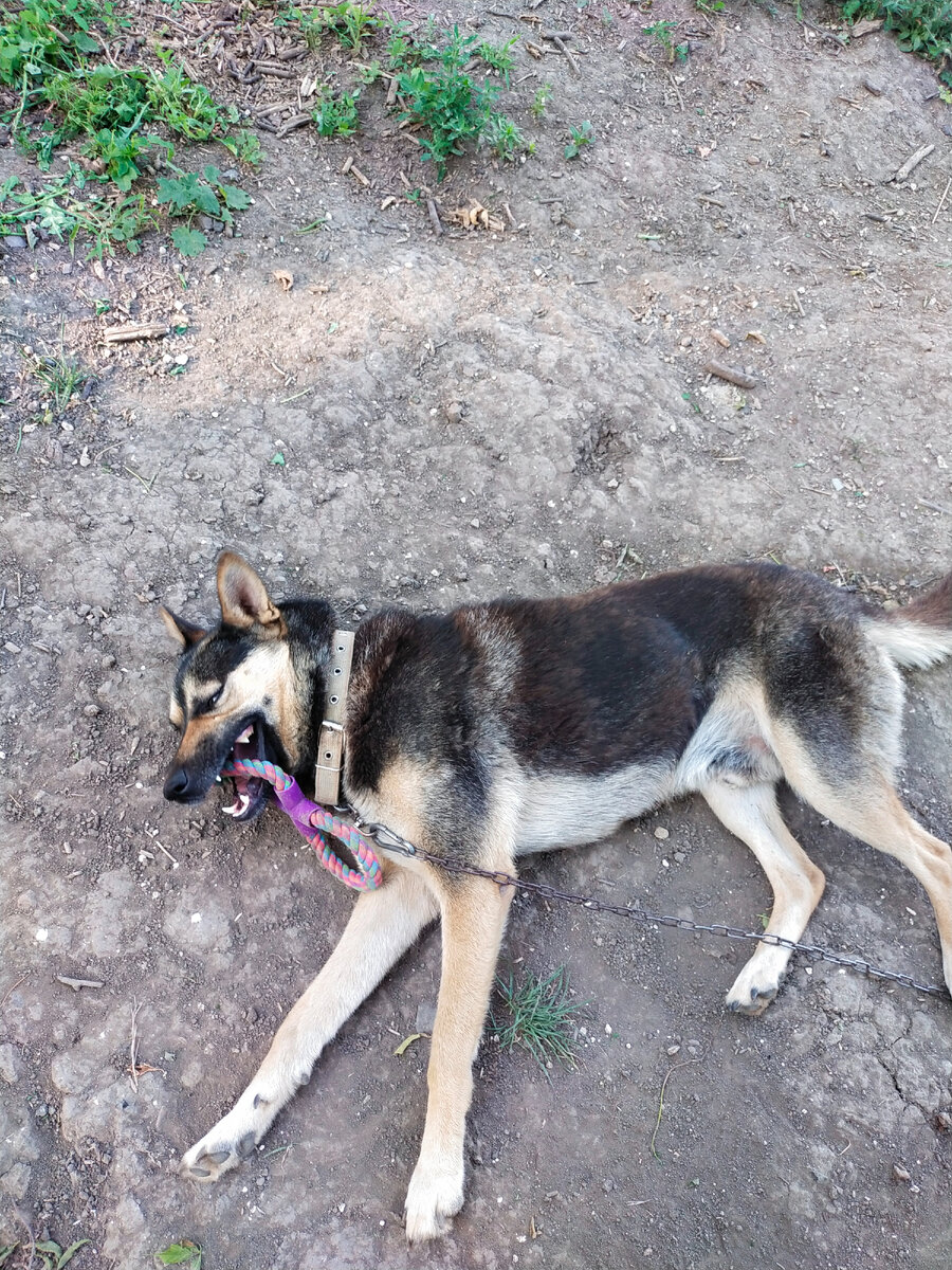 Собака Кусака