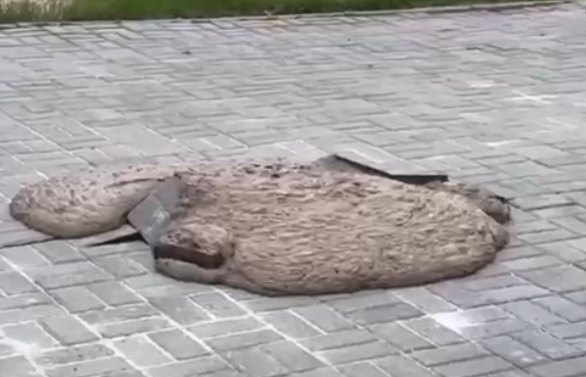 Фото: группа ВКонтакте «Тополиная Аллея Челябинск»