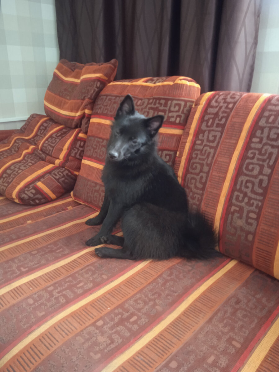 Уставшая от поездки G охлаждается под кондёром😁