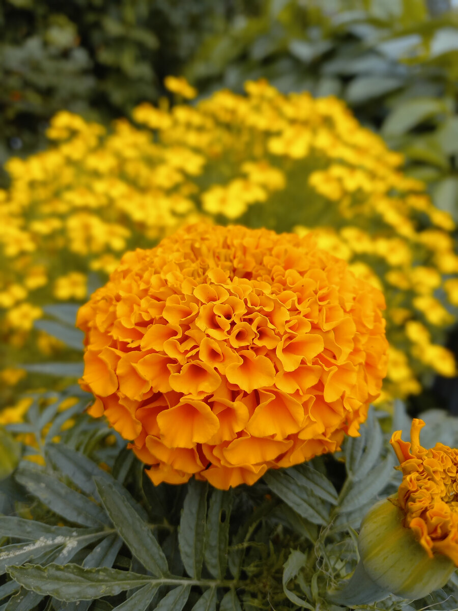 Бархотцы радуют цветением...🌿🌼🌿