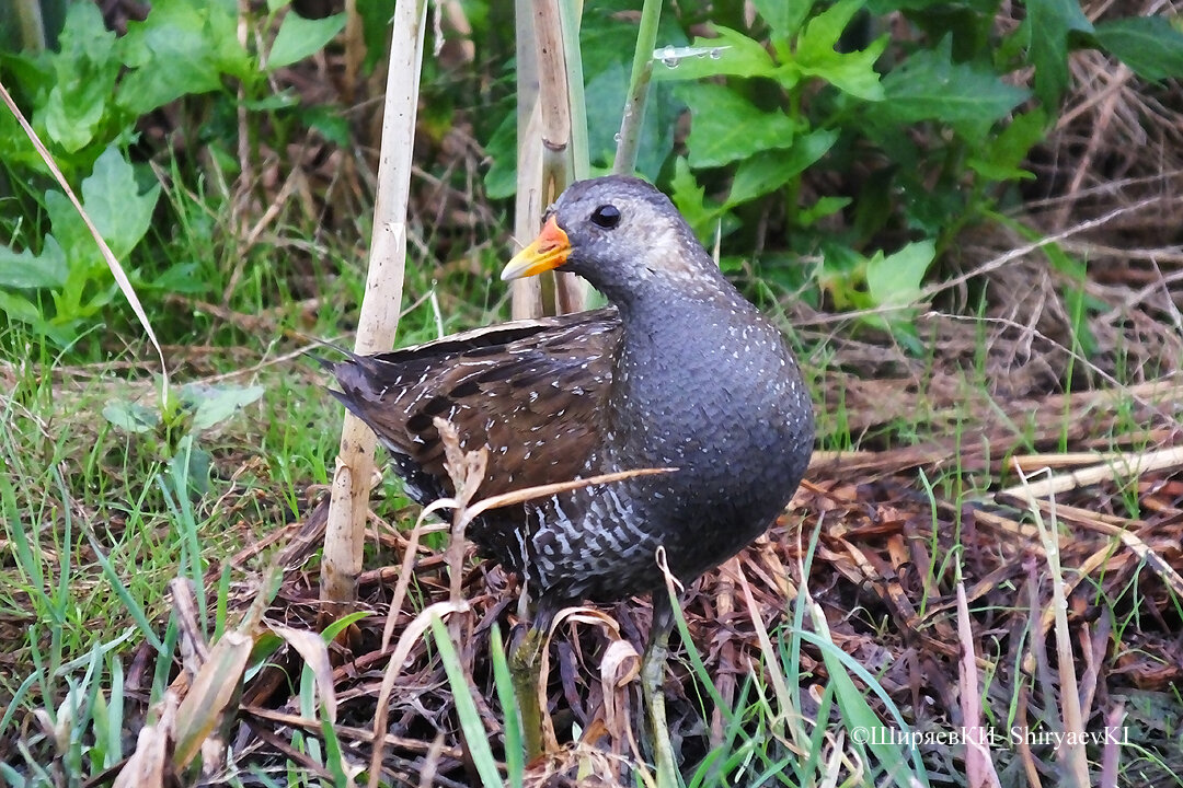 Взрослый ПОГОНЫШ Занесён в Красную книгу Калужской области.
