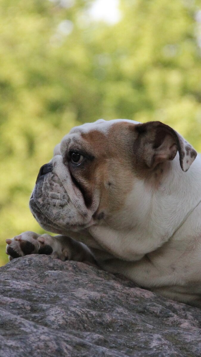 Barrichello Bull Esquire