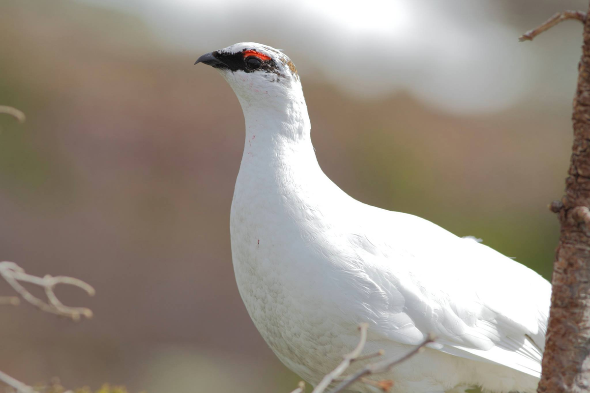 КУРОПАТКА СЕРАЯ (Perdix perdix)