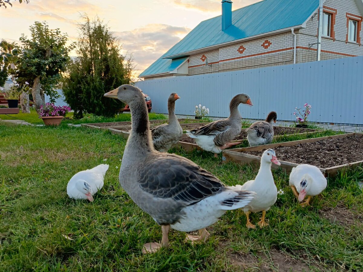 Все вместе на прогулке.