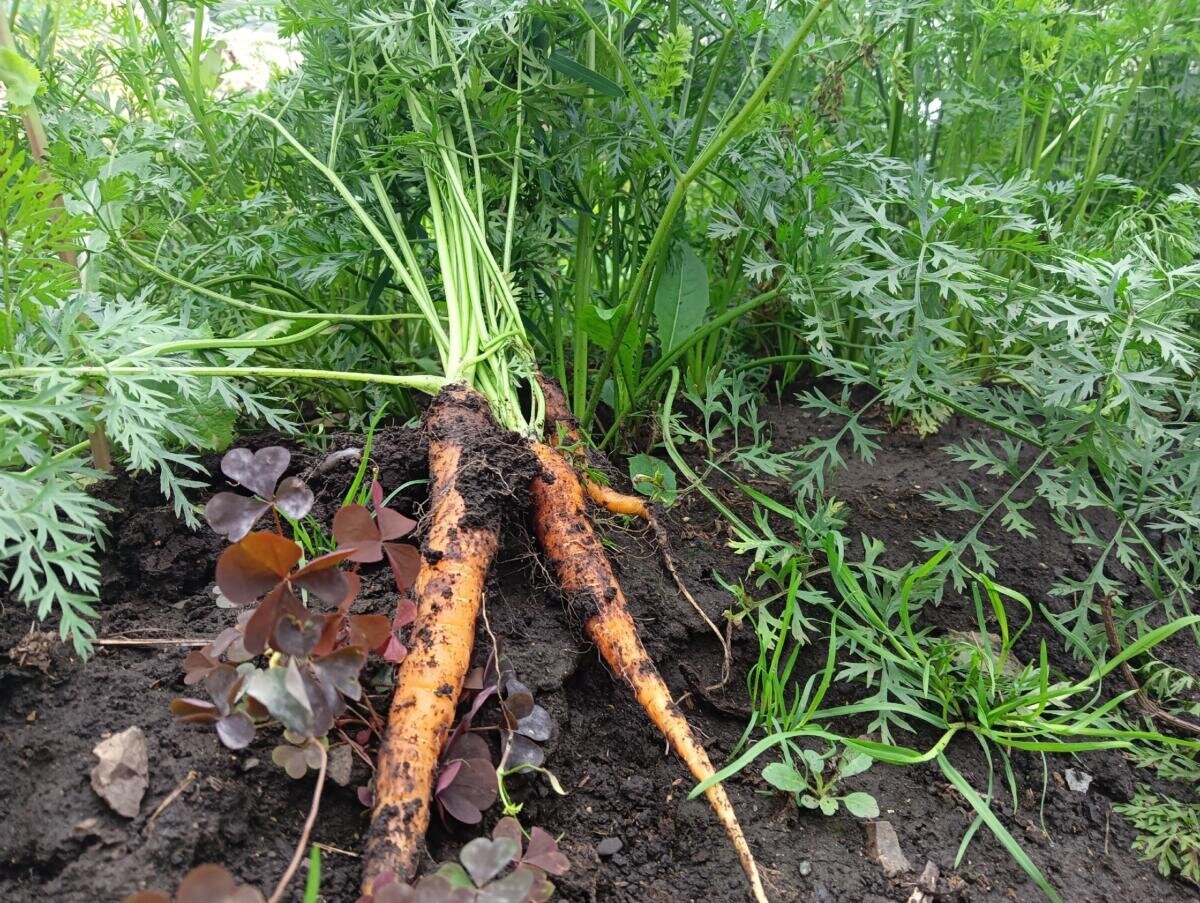Можно ли лук после моркови