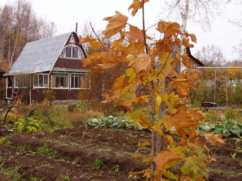 Огородный сезон начался картинки