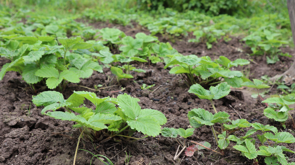 Уход за клубникой осенью: как справиться, если она зацвела в сентябре?