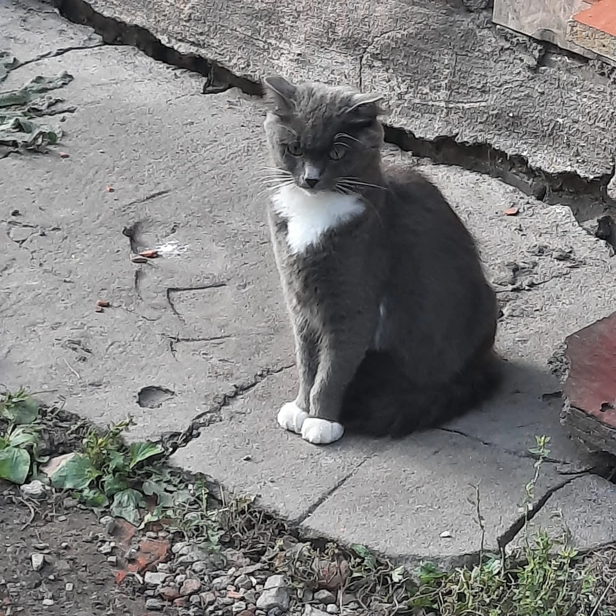 ЕСЛИ У ВАС ЕСТЬ КОШКА, ВЫ ВОЗВРАЩАЕТЕСЬ НЕ В ДОМ, А ДОМОЙ🐱🏠 | ТРОО  