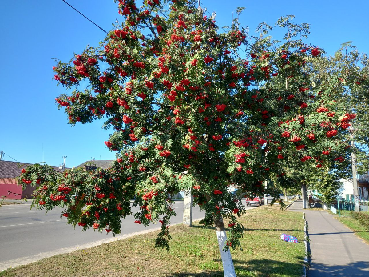 Ранняя осень в нашем посёлке. Фото автора.
