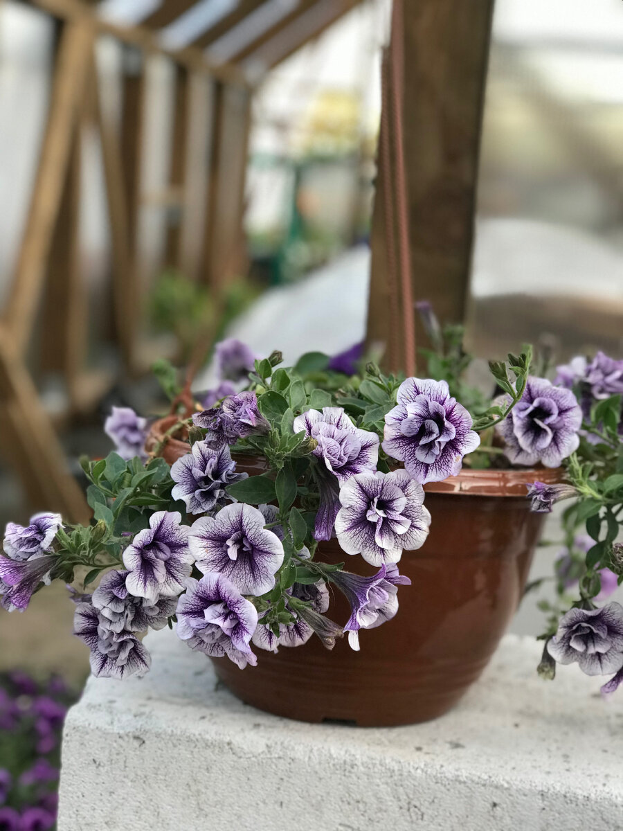 ПРИСЦИЛА 1 черенок в 6 литрах