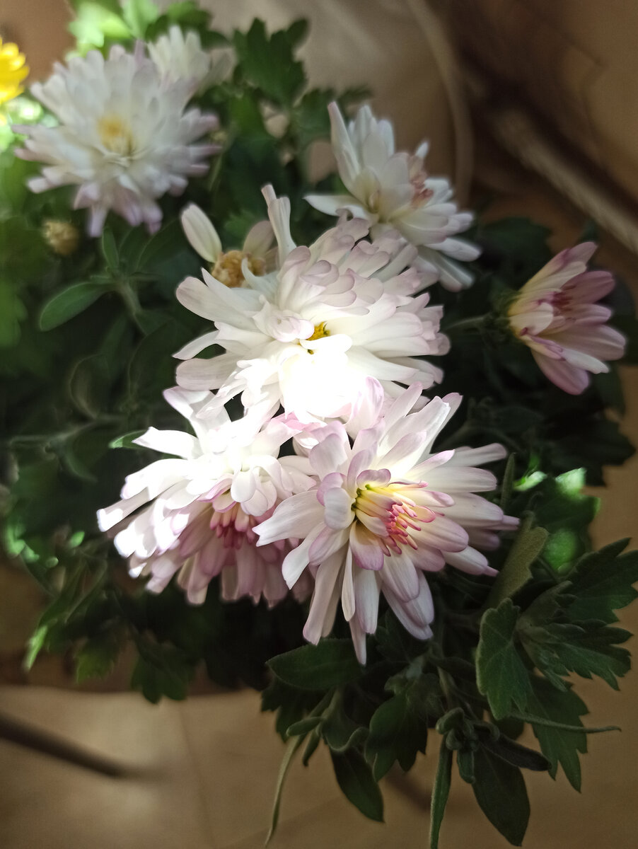 Мультифлора попкорн. Почему не цветет хризантема в саду. Хризантема мультифлора сенсо. Почему не цветет хризантема. Почему не цветет хризантема в саду.